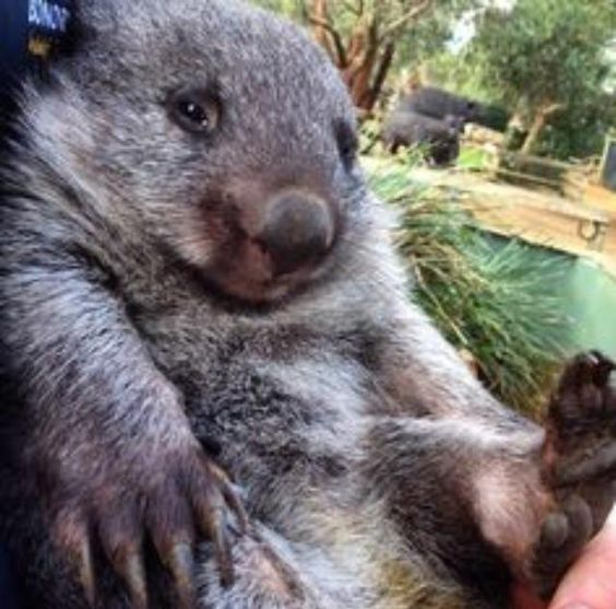 Afbeelding van een wombat, een Australisch dier