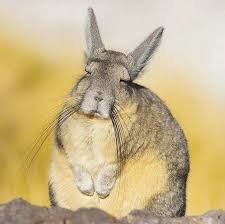 Afbeelding van een viscacha, een knaagdier dat lijkt te glimlachen